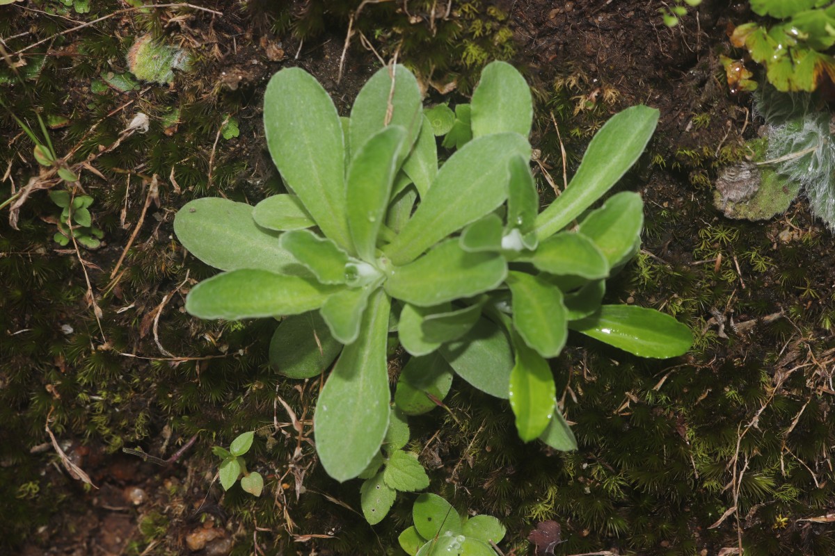 Gamochaeta pensylvanica (Willd.) Cabrera